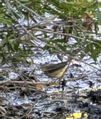 Northern Waterthrush