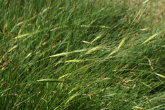 Hordeum spontaneum