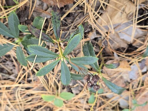 Chimaphila umbellata