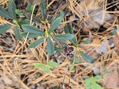 Chimaphila umbellata, photograph (c) Сергей Голубев, some rights reserved (CC BY)