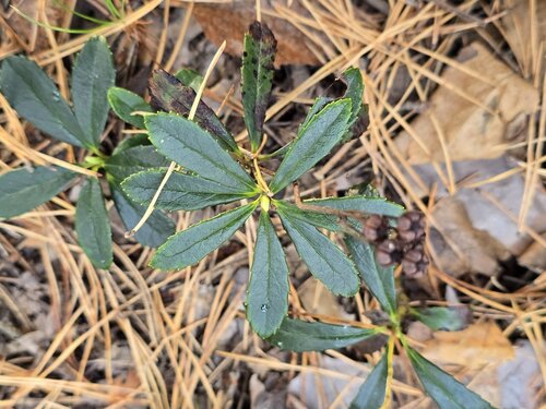Chimaphila umbellata, photograph 2