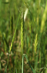 Hordeum spontaneum