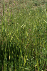Hordeum spontaneum