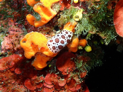 Leopard Sea Slug