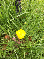Ranunculus acris acris