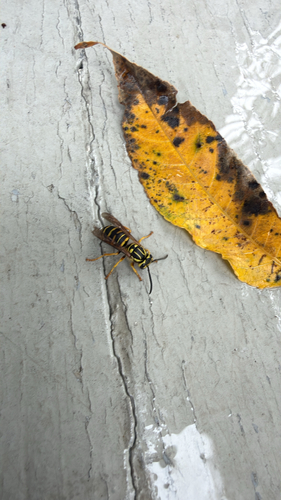 Southern Yellowjacket