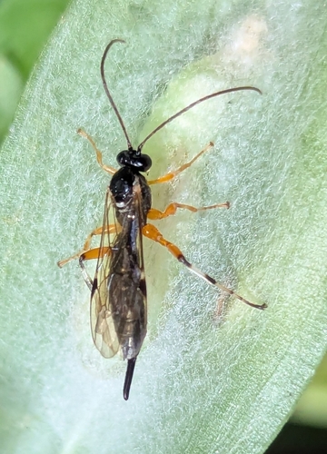Itoplectis conquisitor photo 3