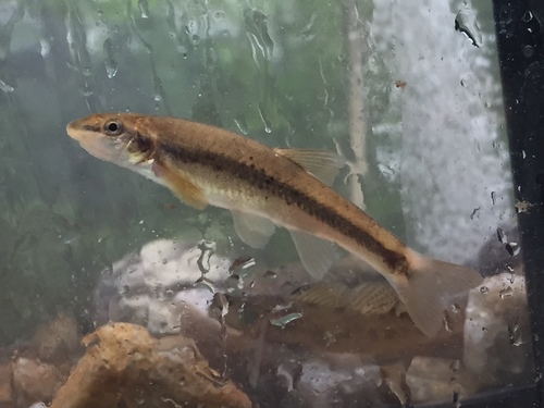 Rhinichthys cataractae