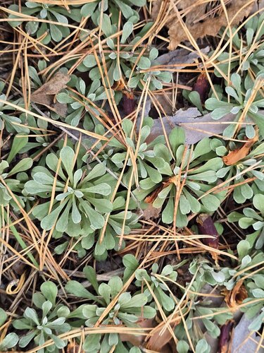 Antennaria dioica, photograph 2
