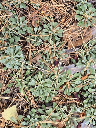 Antennaria dioica, photograph 3