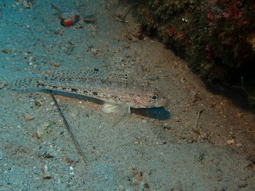 Slender Goby