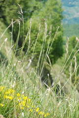 Bromus condensatus