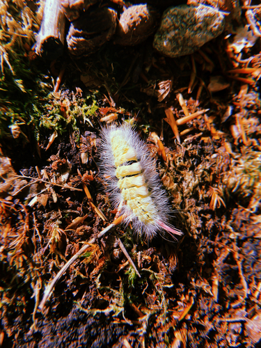 Pale Tussock Moth