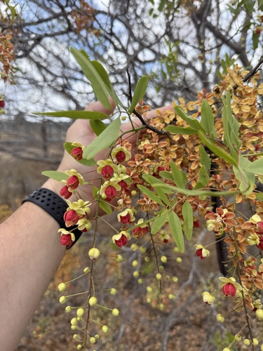 Cassia brewsteri observed 2026-09-25