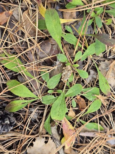 Silene nutans, photograph 1