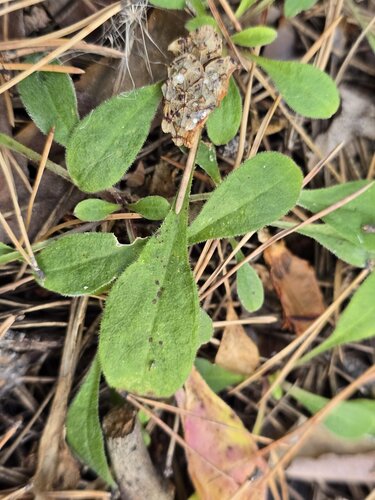 Silene nutans, photograph 2