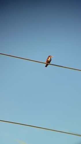 White-throated Kingfisher