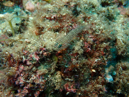 Sarato's Goby