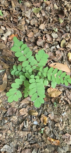 black locust