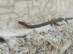 Coniophanes meridanus