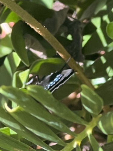 Atala