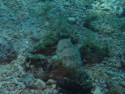 European Common Cuttlefish