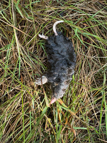 Coast Mole observed by petrels