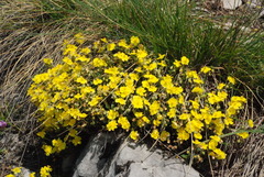 Helianthemum oelandicum