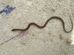 Coniophanes meridanus
