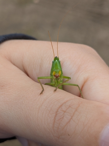 Round-tipped Conehead