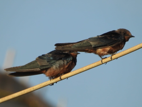 Egyptian Barn Swallow