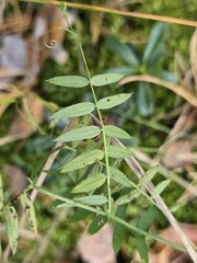 Vicia sepium