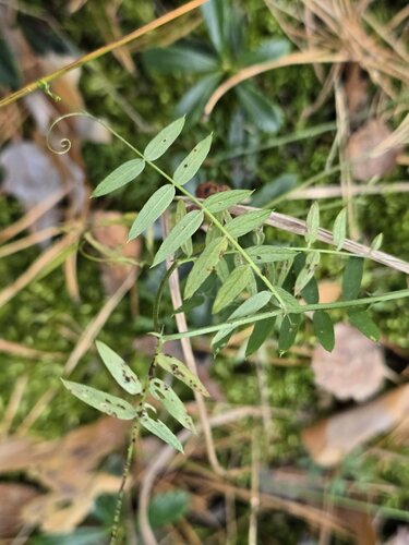 Vicia sepium, photograph 2