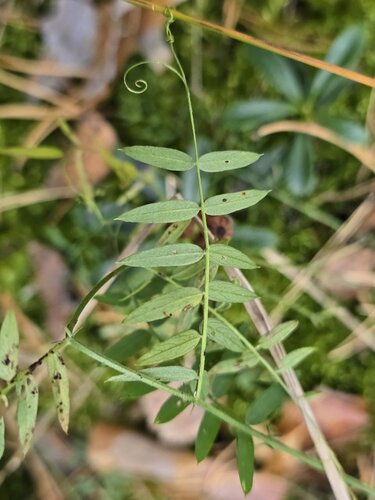 Vicia sepium, photograph 3