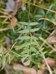 Vicia sepium, photograph (c) Сергей Голубев, some rights reserved (CC BY)