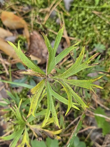 Pulsatilla patens