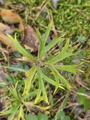 Pulsatilla patens