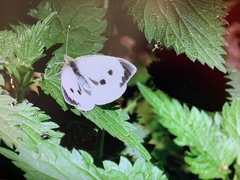 Pieris brassicae