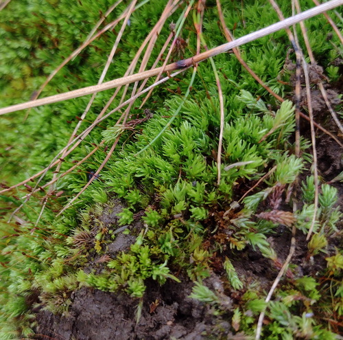 Oligotrichum hercynicum observed 2026-09-10