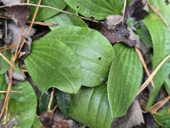 Plantago urvillei, photograph (c) Сергей Голубев, some rights reserved (CC BY)