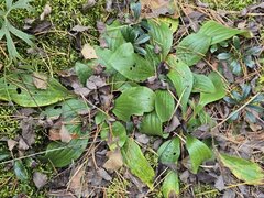 Plantago urvillei