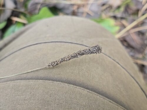 Plantago urvillei, photograph 2