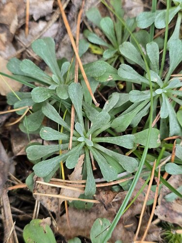 Antennaria dioica