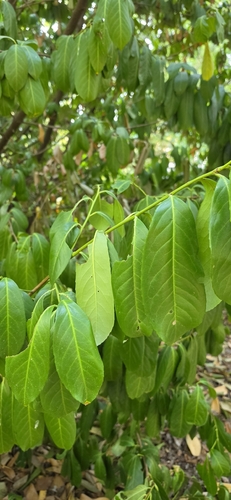 Cherry laurel