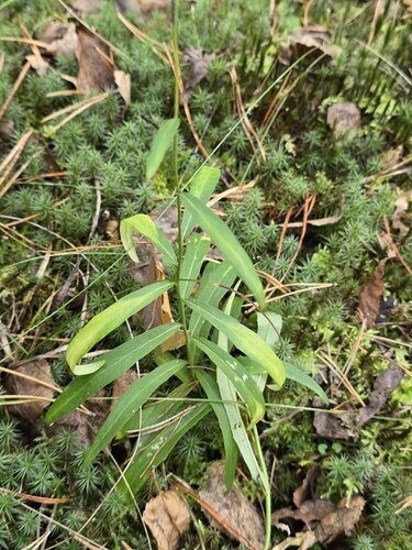 Hieracium umbellatum, photograph 1
