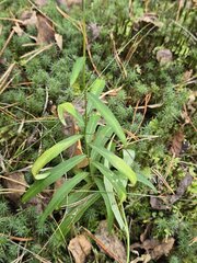 Hieracium umbellatum