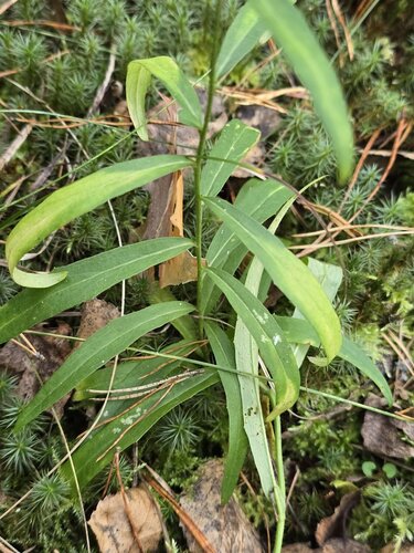 Hieracium umbellatum, photograph 2