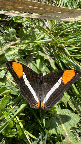 Adelpha syma