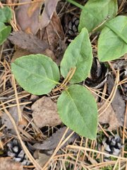 Orthilia secunda, photograph (c) Сергей Голубев, some rights reserved (CC BY)