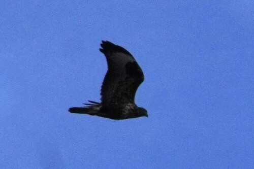 Western Common Buzzard